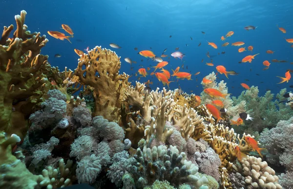 stock image Tropical underwater life in the Red Sea.