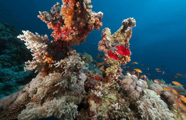 Kehidupan bawah air tropis di Laut Merah . — Stok Foto