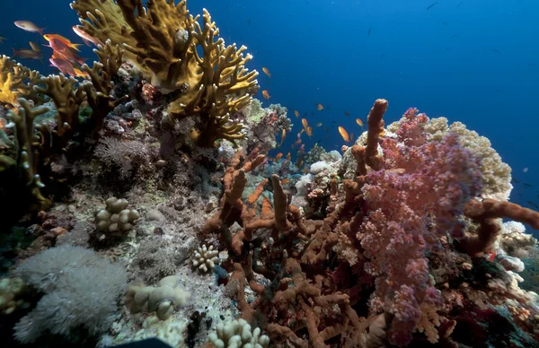 Подводная жизнь Ананда и Фалля в Красном море . — стоковое фото