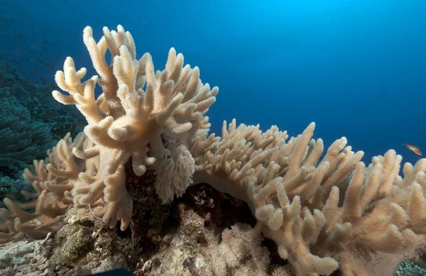 Finger leather coral in the Red Sea. — Stock Photo, Image
