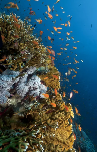 Anthias och tropiska undervattens liv i Röda havet. — Stockfoto