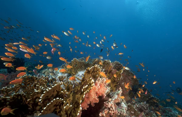 紅海で anthias と熱帯の水中生活. — ストック写真