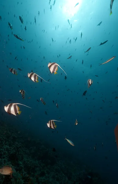 Schooling bannerfish in the Red Sea. — Stock Photo, Image