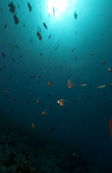 Okullaşma bannerfish red Sea. — Stok fotoğraf