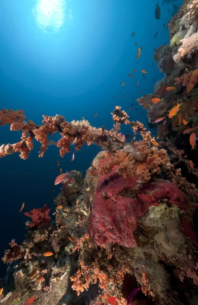 Nemá český hawkfish v větvením černý korál. — Stock fotografie