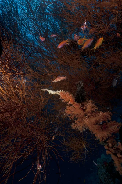 Tropikalny podwodne życie w Morzu Czerwonym. — Zdjęcie stockowe