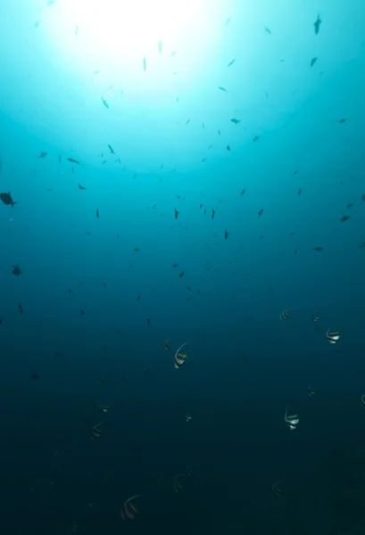 Рыбы-знаменосцы в Красном море . — стоковое фото