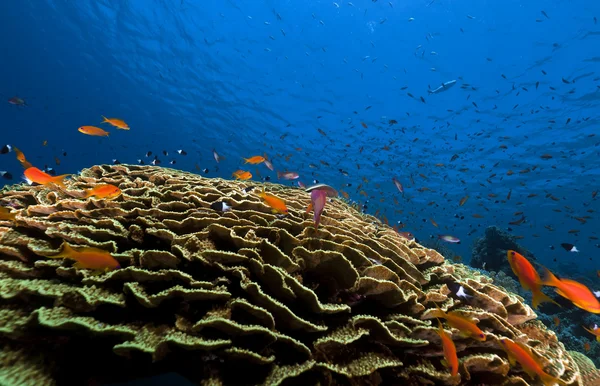 Kızıl Deniz sualtı hayatta mercan ve tropikal yaprak. — Stok fotoğraf