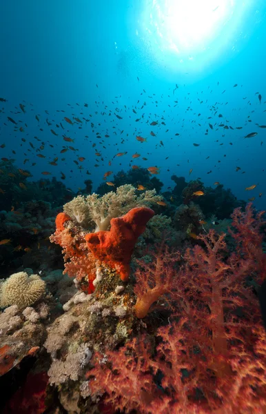 लाल सागर में उष्णकटिबंधीय अंडरवाटर जीवन . — स्टॉक फ़ोटो, इमेज