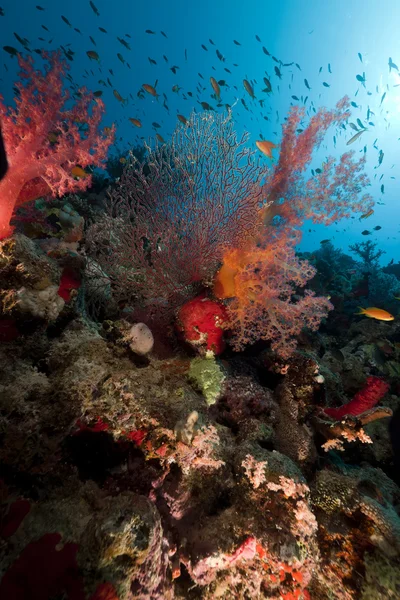 Tropische onderwater leven in de rode zee. — Stockfoto