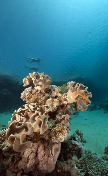 Corail et tubas en cuir brut dans la mer Rouge . — Photo