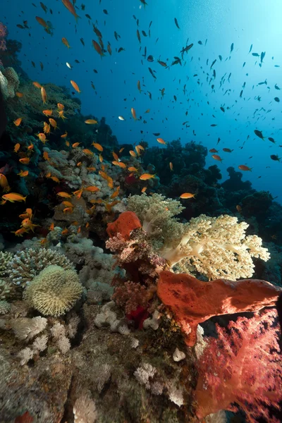 Τροπικά υποβρύχια ζωή στην Ερυθρά θάλασσα. — Φωτογραφία Αρχείου