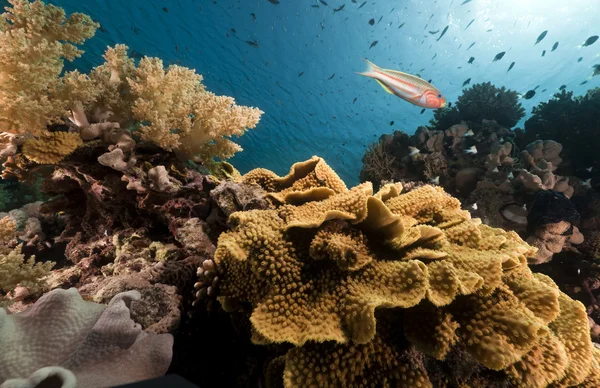 紅海で熱帯の水中生活. — ストック写真