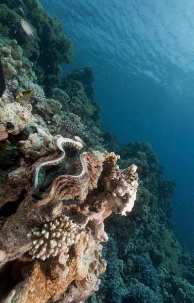 Riesenmuschel und tropisches Unterwasserleben im Roten Meer. — Stockfoto