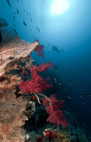 Ventilatore, corallo tropicale e subacqueo nel Mar Rosso . — Foto Stock