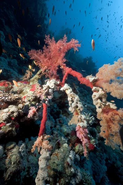 热带水下生活在红海. — 图库照片
