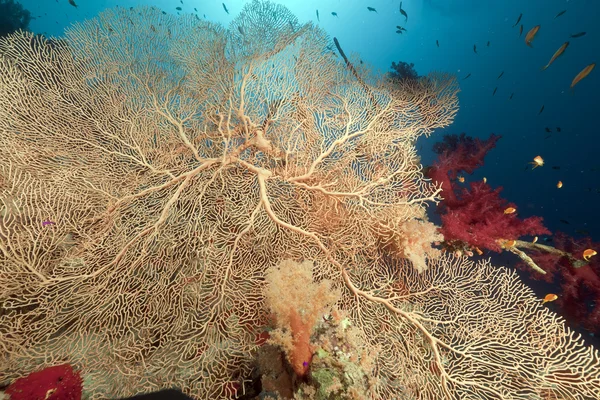 Kızıldeniz deniz fan ve tropikal su altında yaşam. — Stok fotoğraf