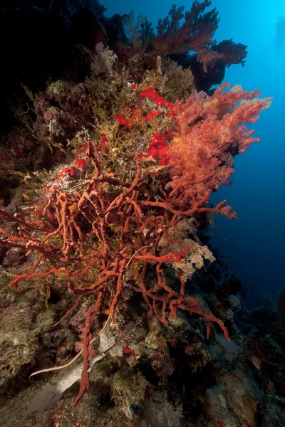 Giftig finger koraal en tropische onderwater leven in de rode zee. — Stockfoto