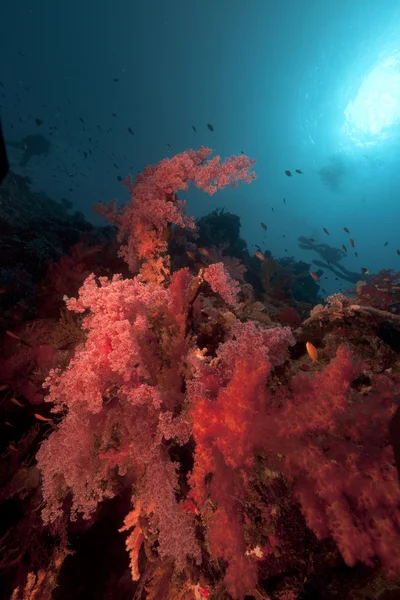 Weichkorallen und tropisches Unterwasserleben im Roten Meer. — Stockfoto
