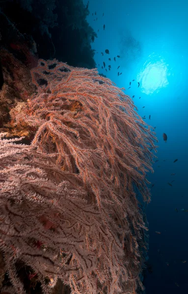 下げた角質サンゴと熱帯水中での生活、紅海. — ストック写真