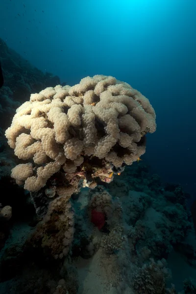 热带的水下生活和泡沫珊瑚在红海. — 图库照片