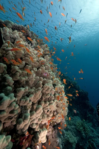 Anthias over a porite in the Red Sea. — Stock Photo, Image