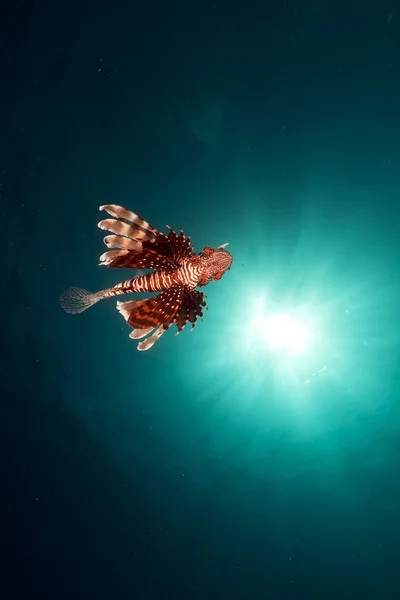 Kızıl Deniz 'de aslan balığı. — Stok fotoğraf