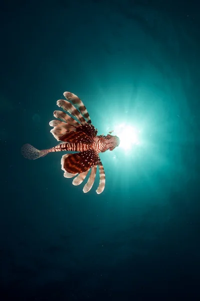 Lejonfisk i Röda havet. — Stockfoto