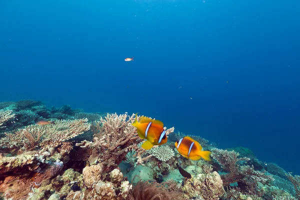 Anemonenfische und Anemonen im Roten Meer. — Stockfoto