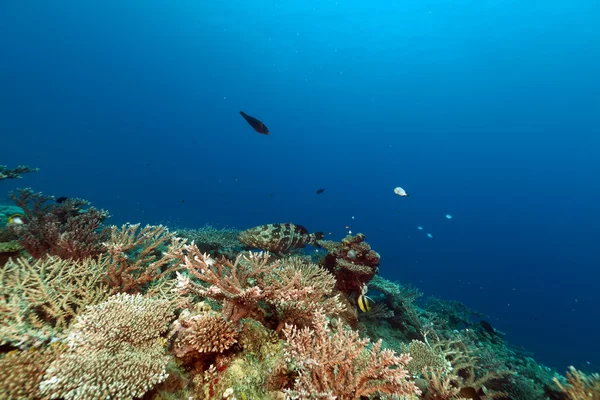 Trópusi, víz alatti élet a Vörös-tengeren. — Stock Fotó