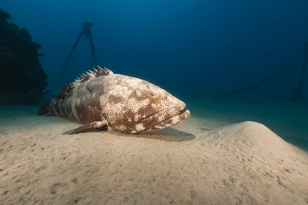 Malabar grouper in the Red Sea. — Stock Photo, Image