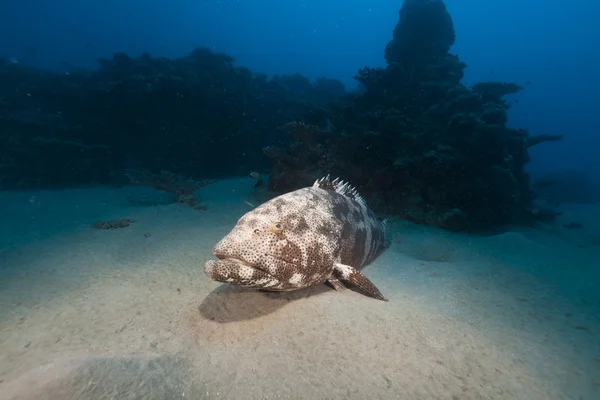 Malabar grouper in de rode zee. — Stockfoto