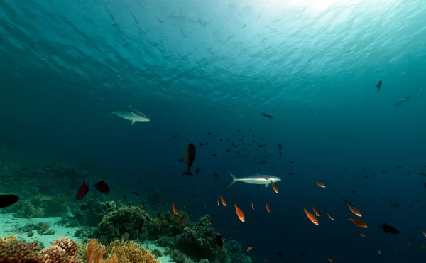 Makrelen und tropische Unterwasserwelt im Roten Meer. Stockbild