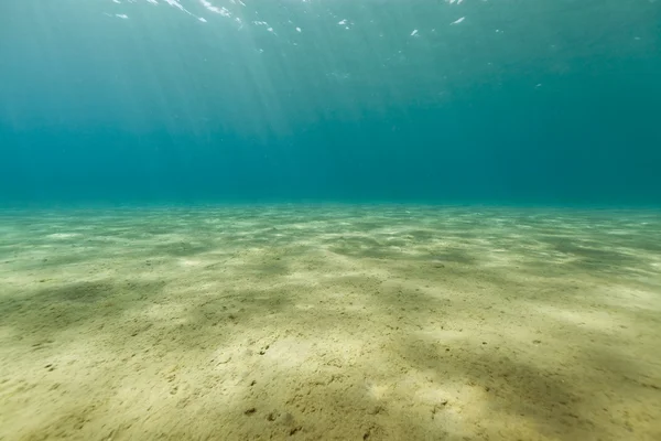 Тропічних підводного життя в Червоному морі. Ліцензійні Стокові Фото