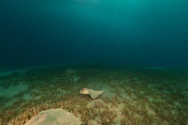 Bluespotted stingray in the Red Sea. clipart