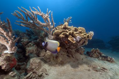 Kızıldeniz tropikal su altında yaşam.