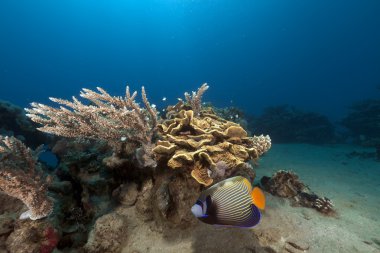 Kızıldeniz tropikal su altında yaşam.