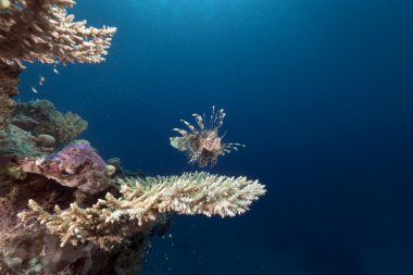 lionfish ve kırmızı deniz mercan.