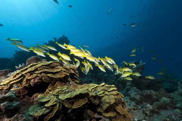 Blue-striped snappers in the Red Sea. — Stock Photo, Image