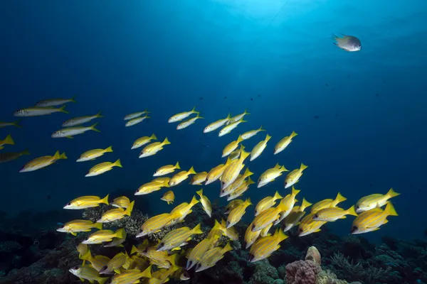 紅海のブルー ストライプ鯛. — ストック写真