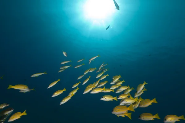Mavi çizgili snappers kızıl denizi. — Stok fotoğraf