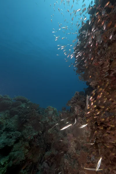 Vassouras douradas no Mar Vermelho . — Fotografia de Stock