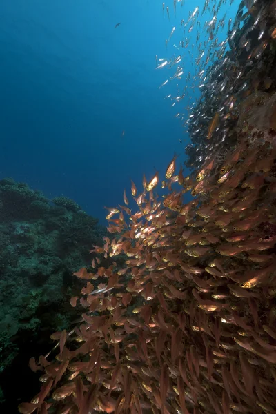 Balayeuses dorées dans la mer Rouge . — Photo