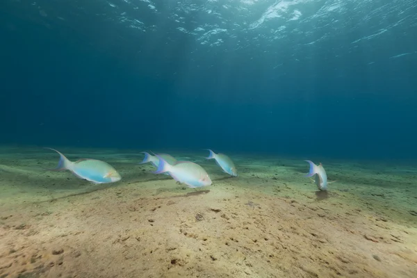 Tropikalny podwodne życie w Morzu Czerwonym. — Zdjęcie stockowe