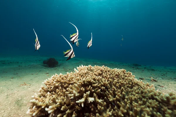 Tropiska undervattens liv i Röda havet. — Stockfoto