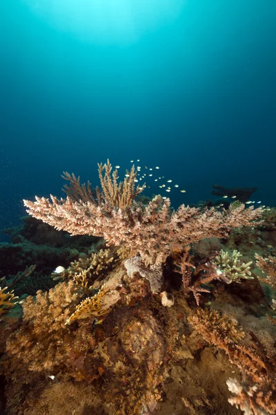 Kızıldeniz tropikal su altında yaşam. — Stok fotoğraf