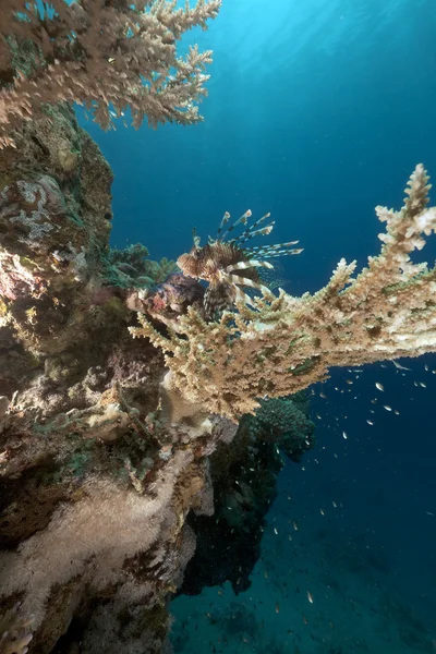Ohnivý a korálů v Rudém moři. — Stock fotografie