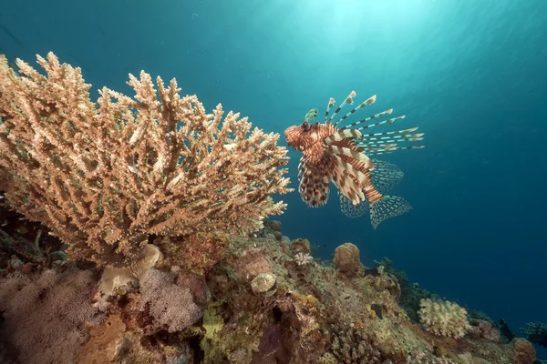 Pez león y coral en el Mar Rojo . —  Fotos de Stock