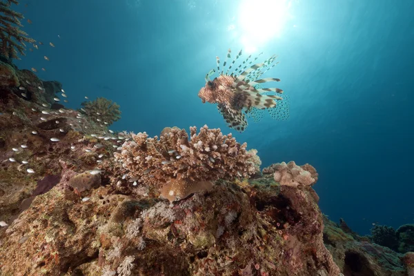 Feuerfische und Korallen im Roten Meer. — Stockfoto