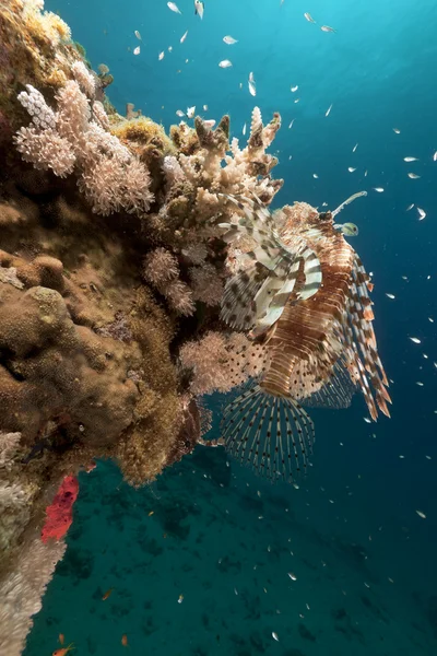Ikan Lionfish dan karang di Laut Merah . — Stok Foto